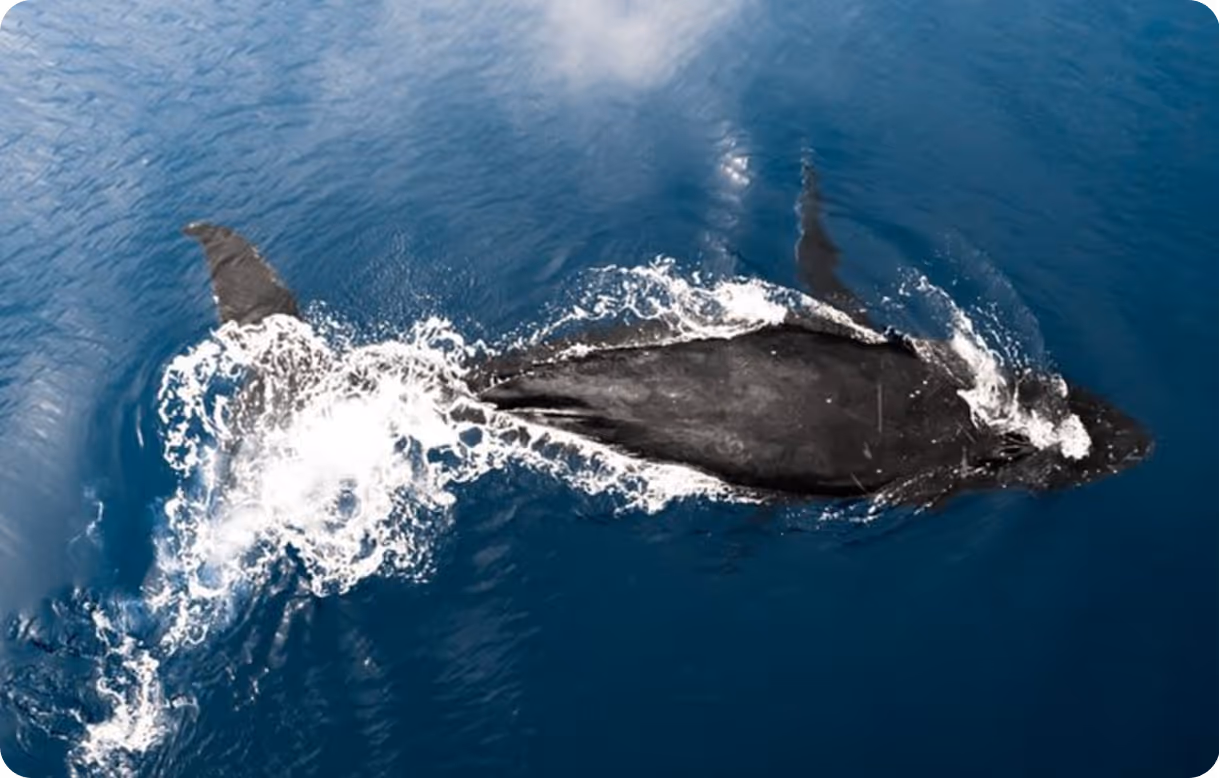 Overhead shot of a whale breaching the surface as it swims in Honolulu, Oahu.