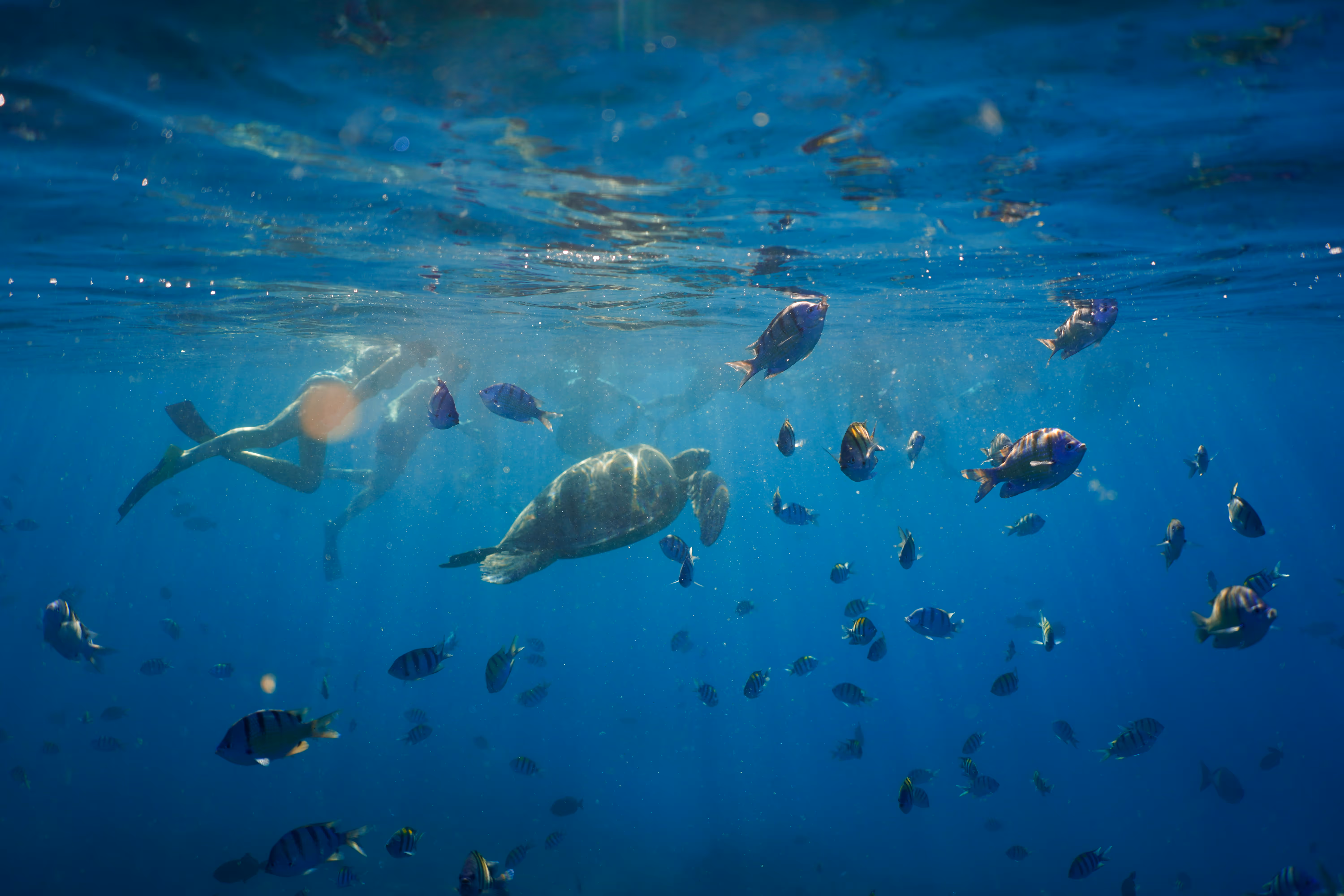 A plethora of reef fish swim around as two snorkelers observe a Hawaiian Green Sea Turtle at Turtle Canyon on Oahu. 