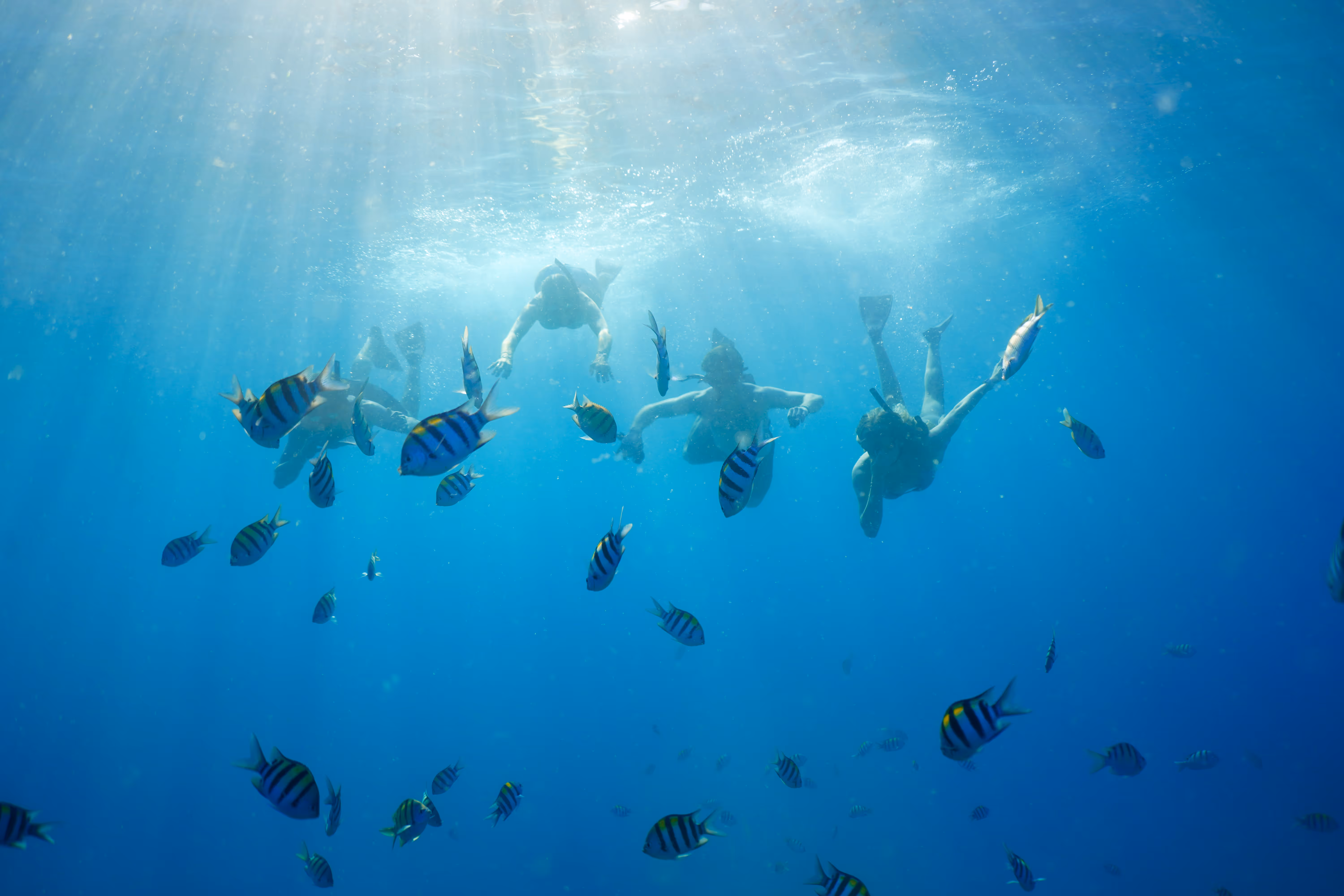 Four snorkelers dive underneath the water at Turtle Canyon, with a school of reef fish swimming in front of them. 