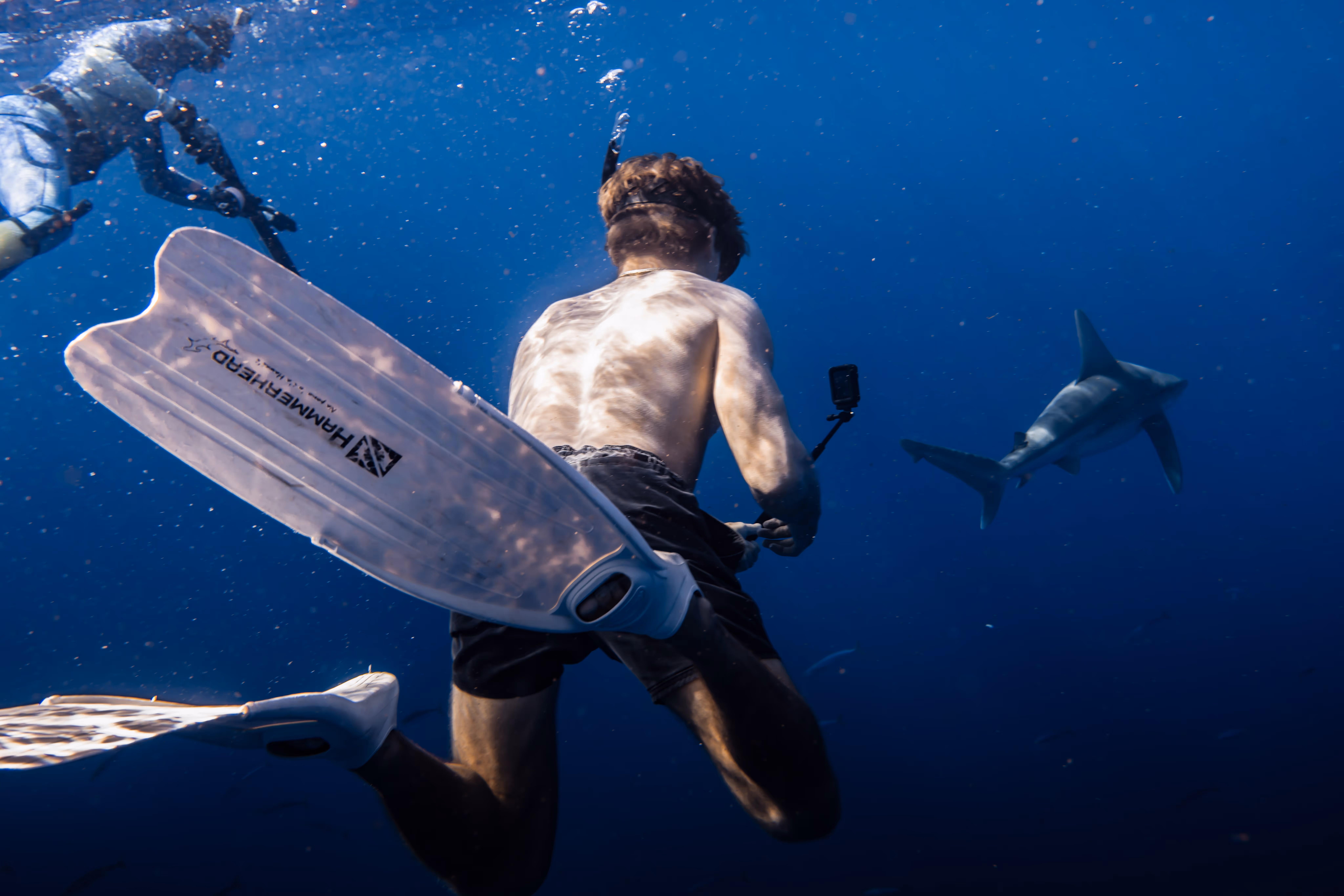 A snorkeler films a sandbar shark with his go-pro, while a safety diver watches with his spear gun.