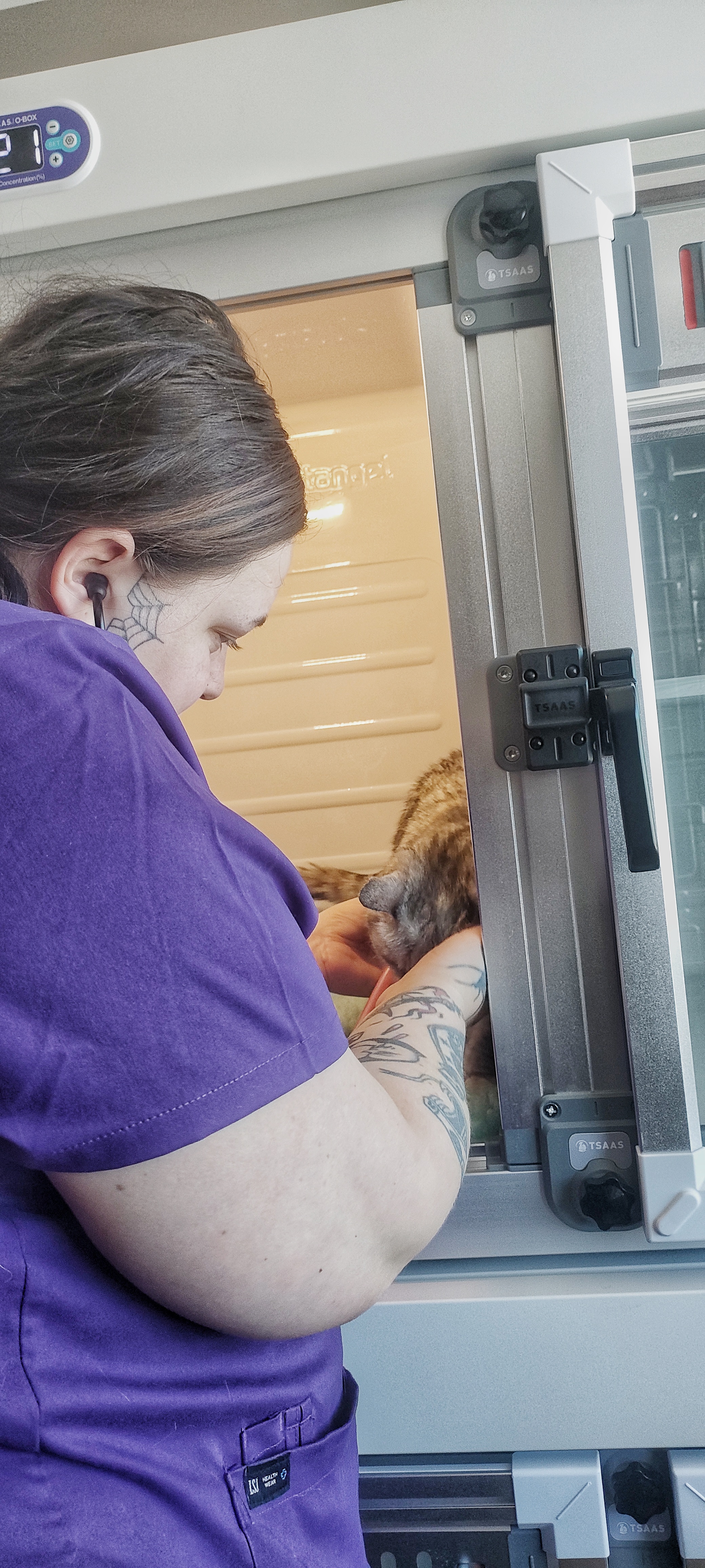 A Vet Nurse taking care and diagnosing a cat.