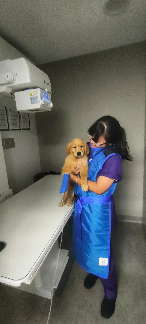 A Vet nurse comforting a little puppy after an xray procedure