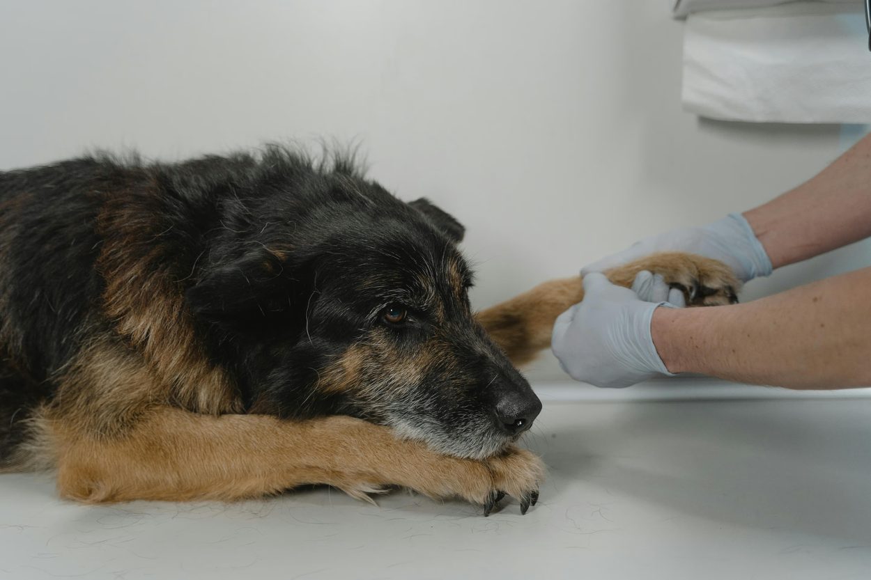 An older German shepherd lying on an exam table while a gloved hand holds its paw