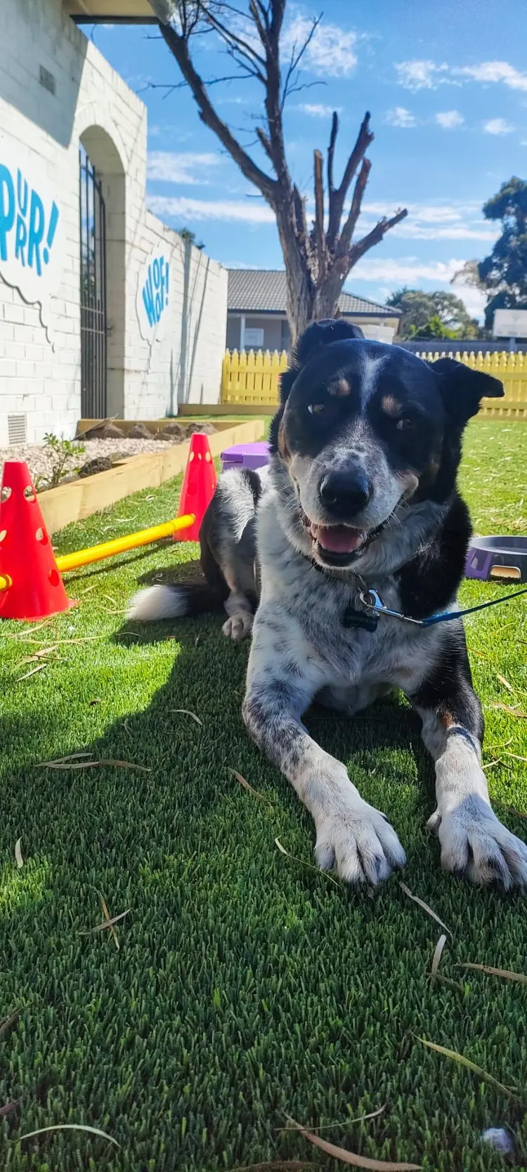 A speckled black and white dog lying on the grass at a dog play area