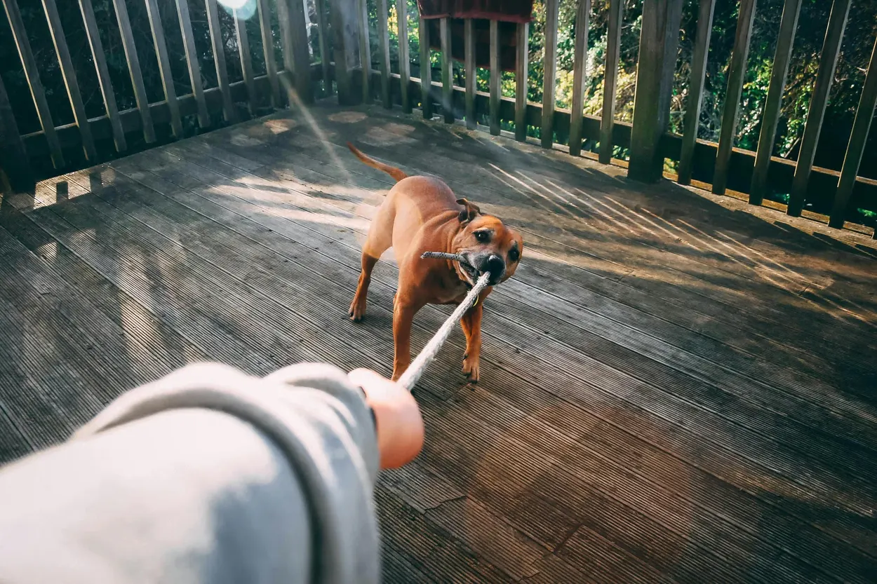 A brown dog playing tug of war with a rope on a wooden deck