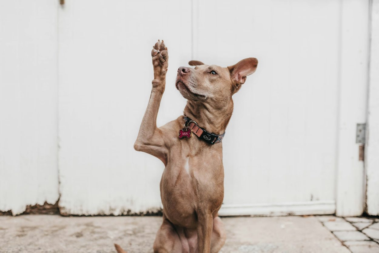 A brown dog standing on its hind legs with a paw raised