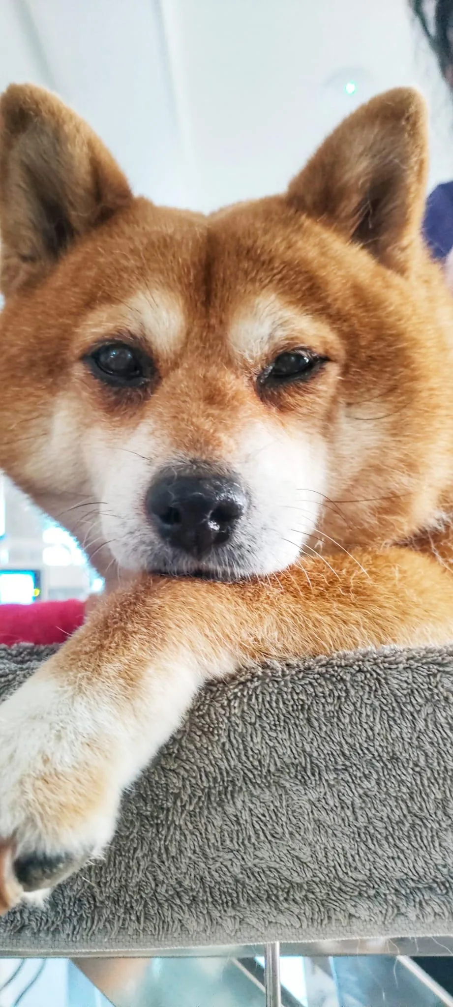 A shiba inu resting its chin on the edge of a kennel bed