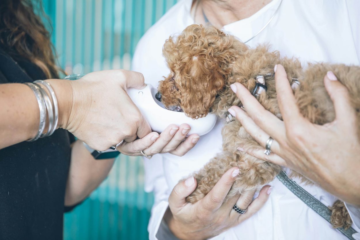 A small apricot poodle puppy held in someone's hands