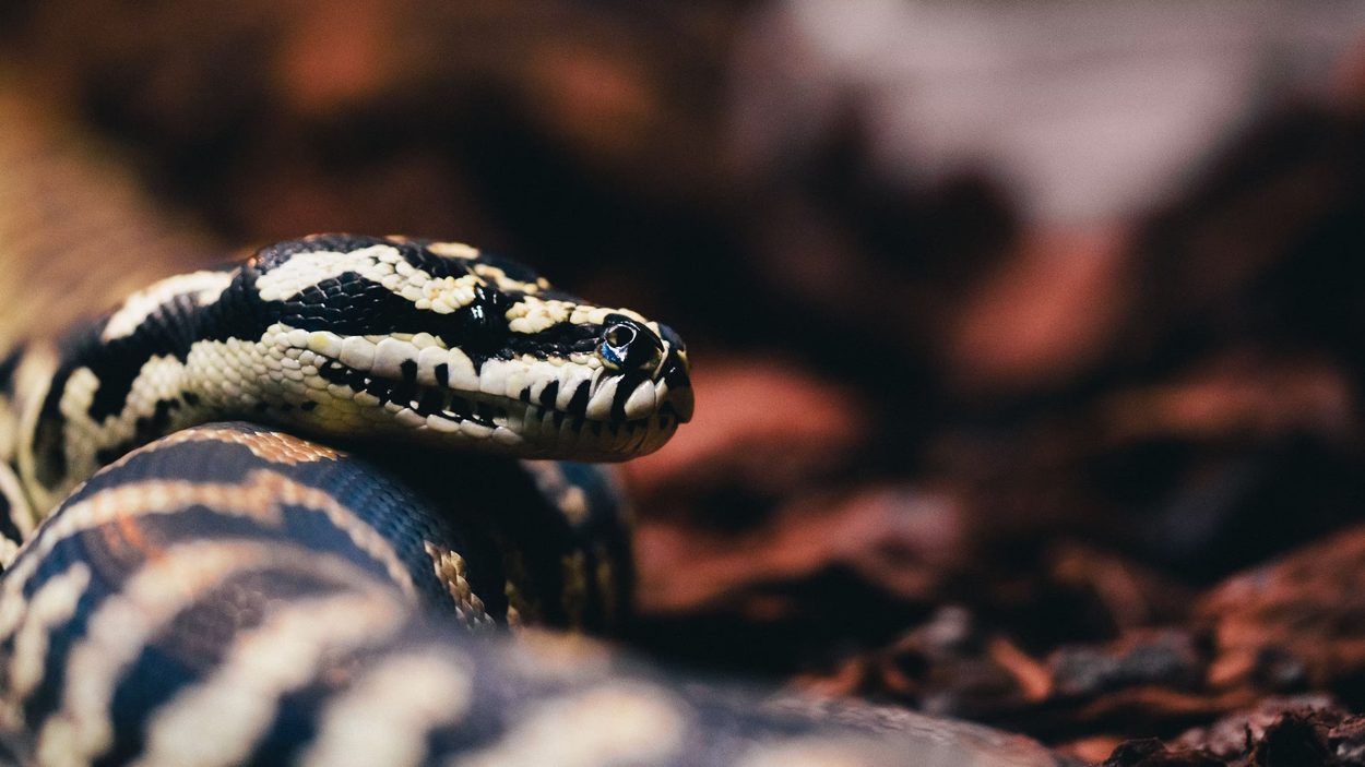 Close-up of a patterned snake coiled on bark