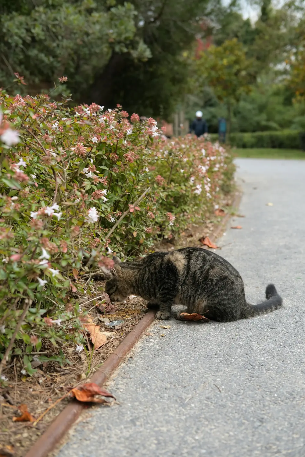 A tabby cat sniffing flowering bushes beside a garden path