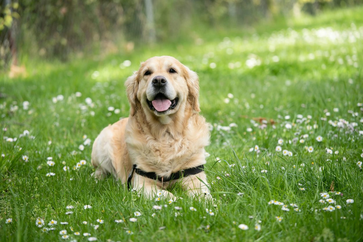 A golden retriever lying in long grass with white flowers