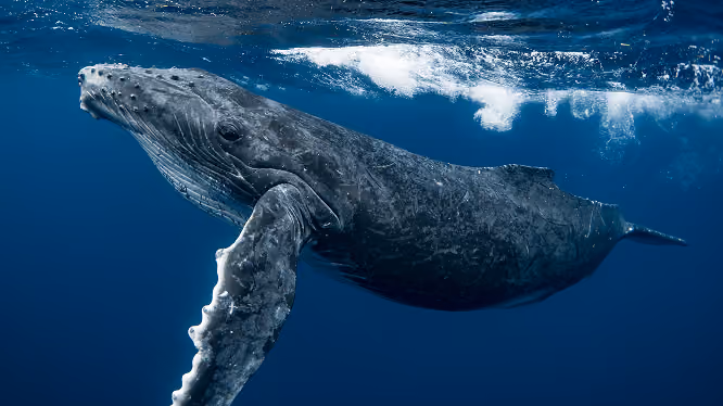 Baleine immergée