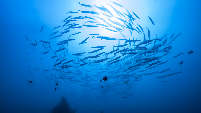 Vue sous marine