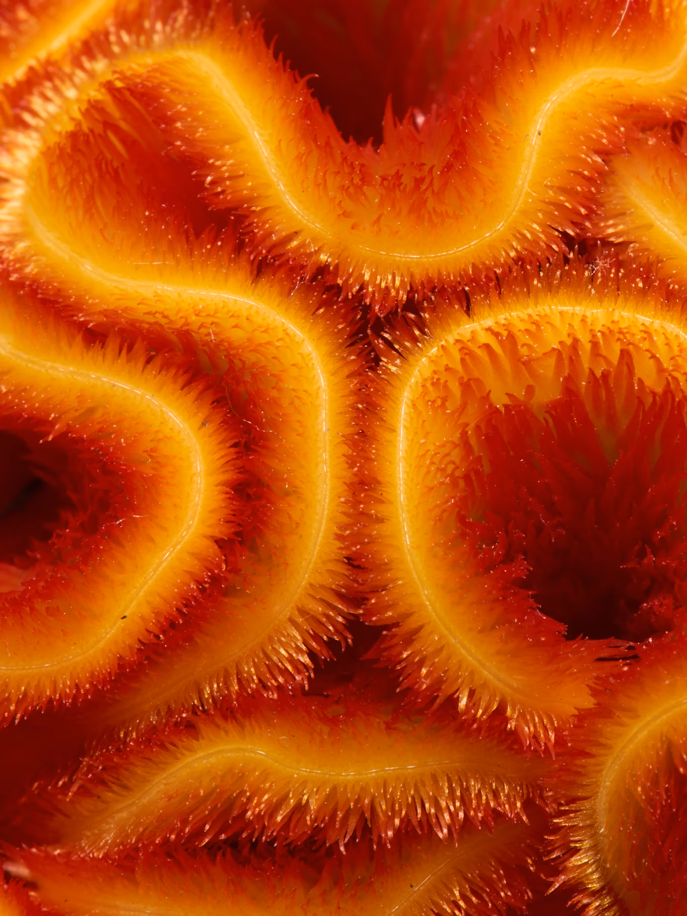 Focus corail orange