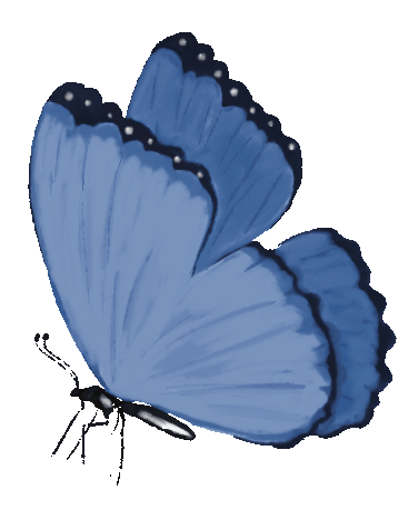 butterfly gif