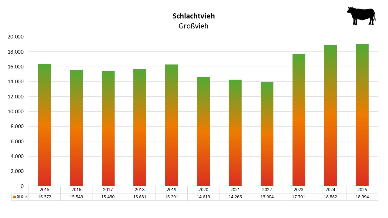 Balkendiagramm zeigt Anzahl Schlachtvieh in Stück von 2015 bis 2025 mit steigendem Trend seit 2022.