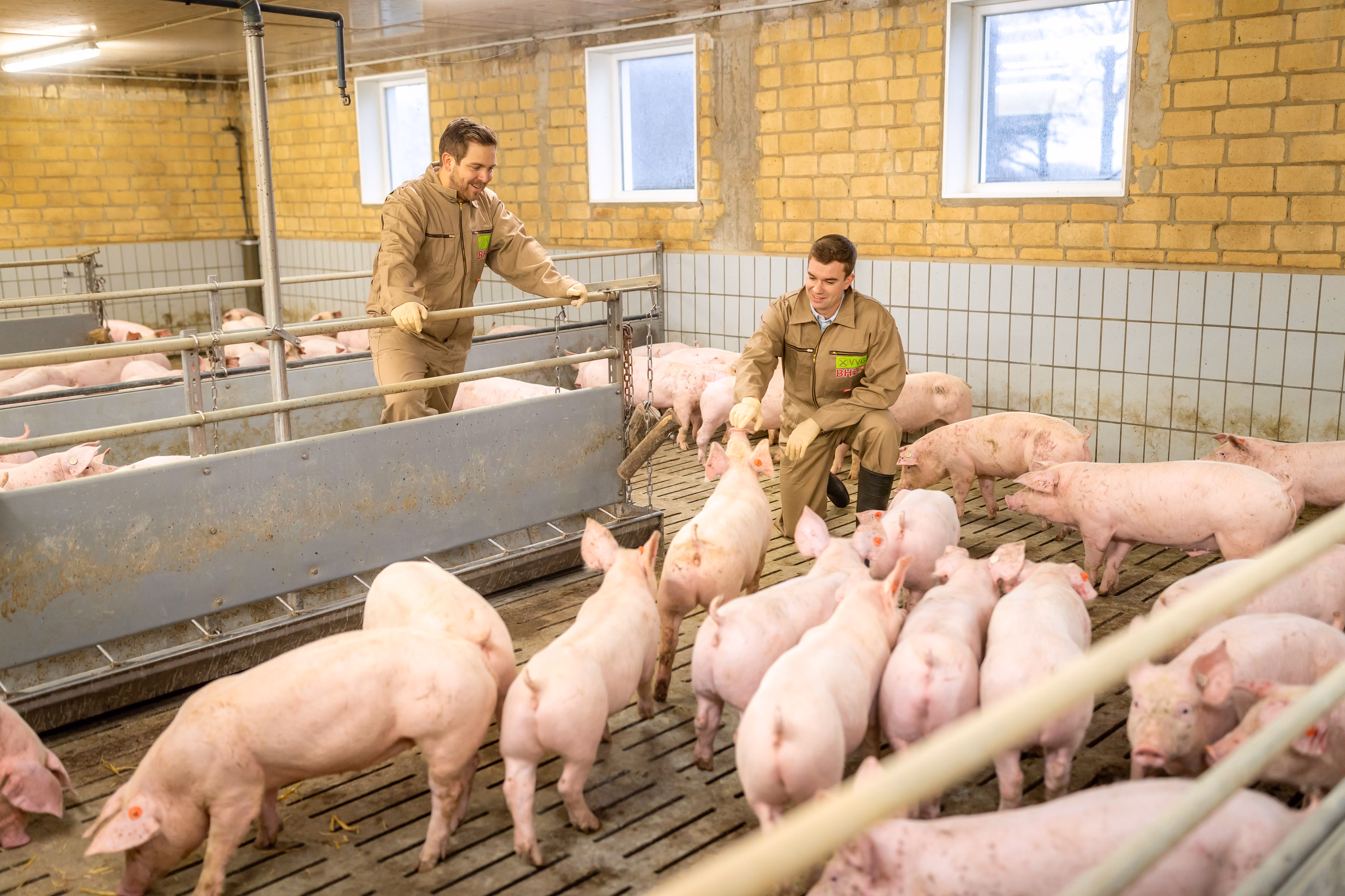 Zwei Landwirte in Overalls betreuen viele Ferkel im hellen, sauberen Schweinestall mit gelben Ziegelwänden.
