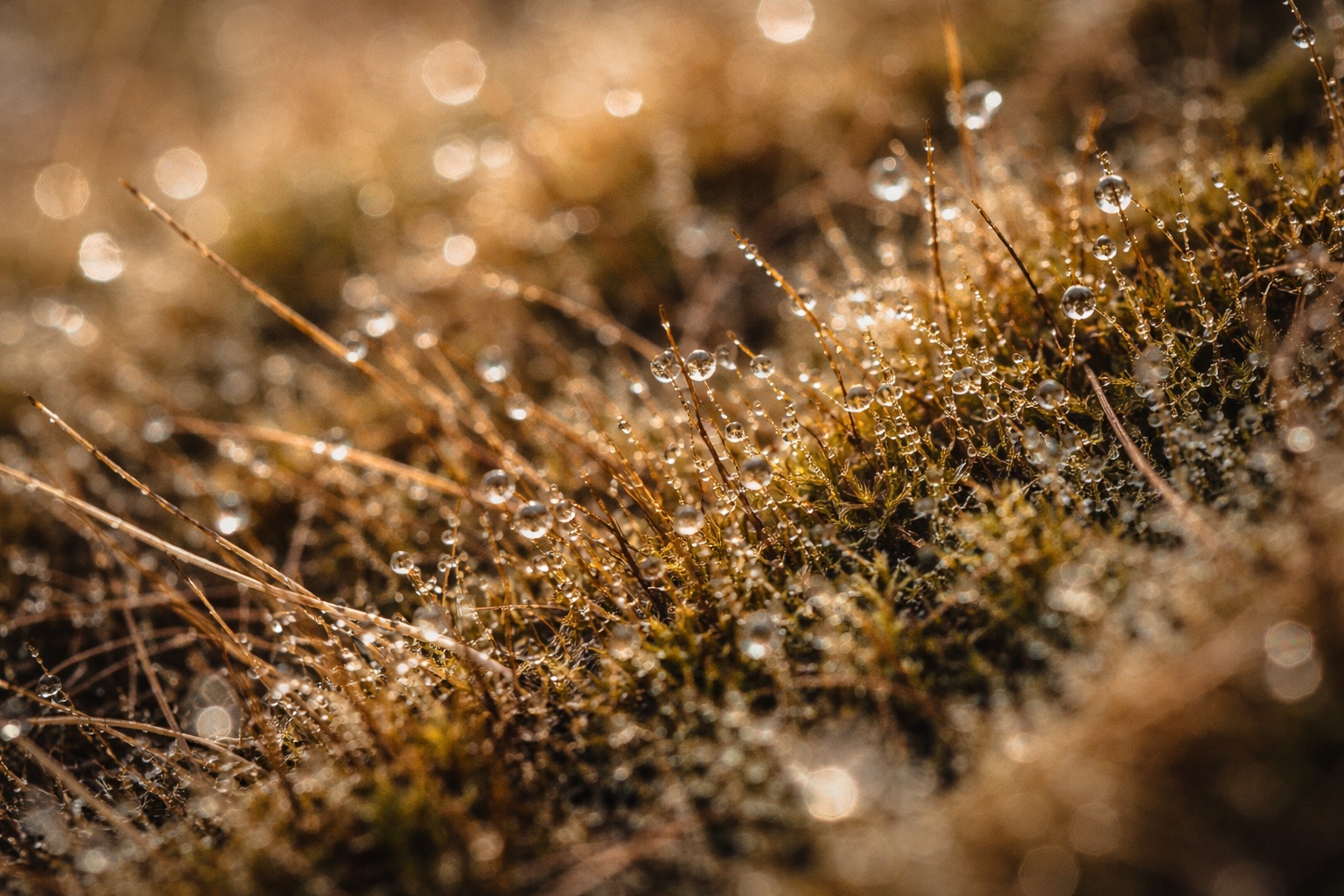 Dewdrops glistening on thin grass and moss with a warm golden background