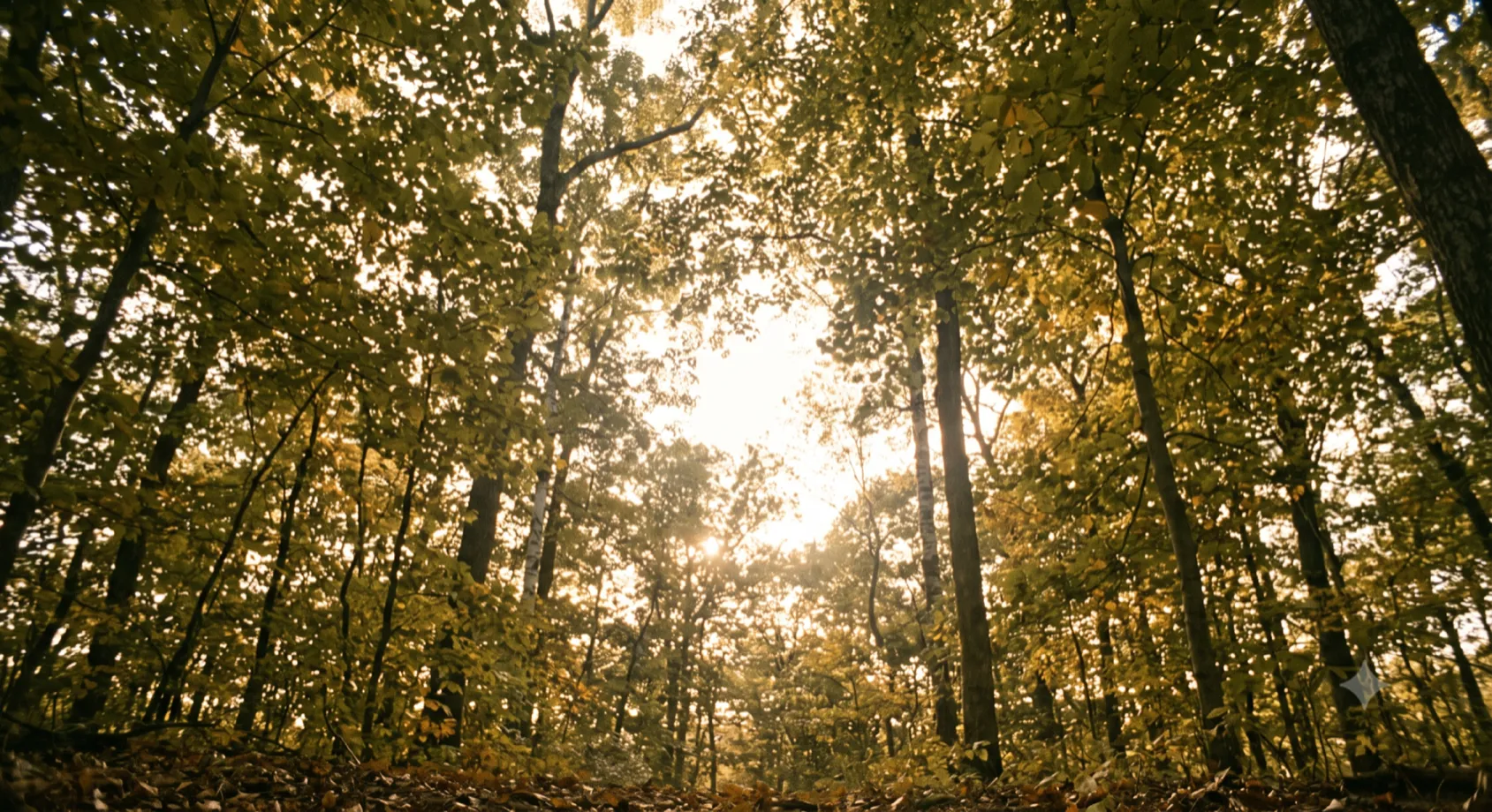 Upward view of forest canopy with oak, birch, and maple trees