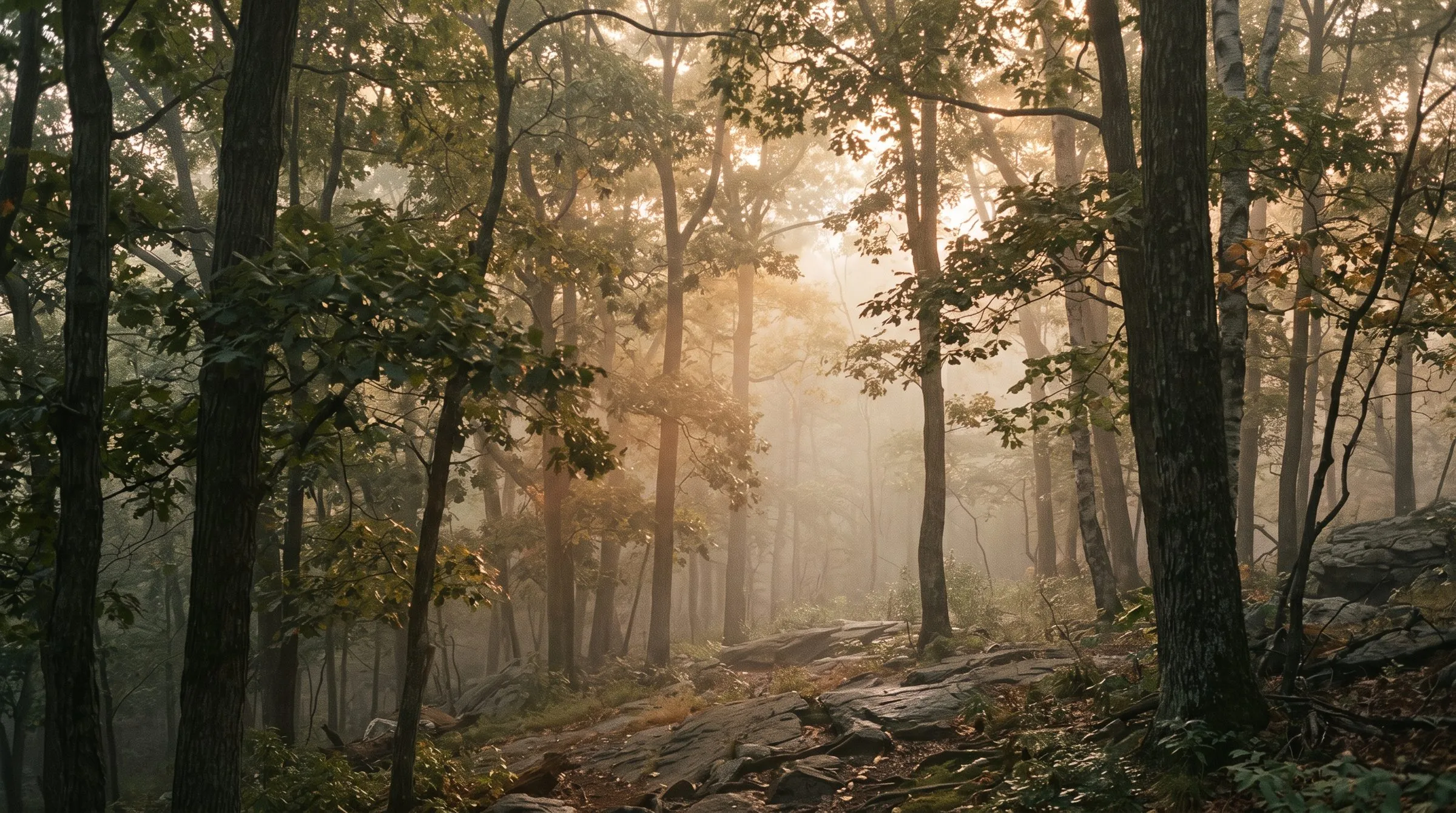 Sunlight through mist in a tall deciduous forest
