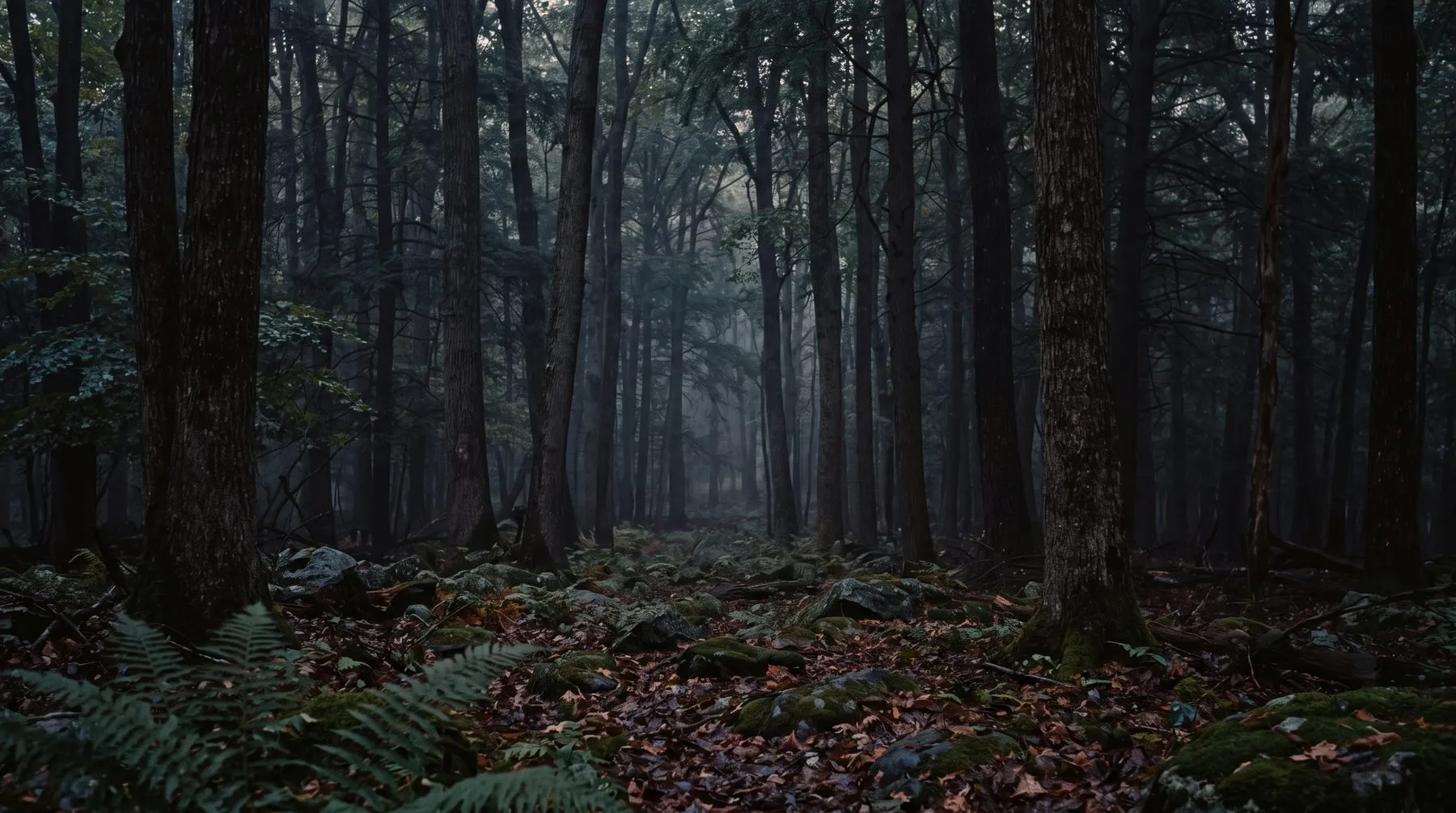 A forest path at night under a dark blue sky