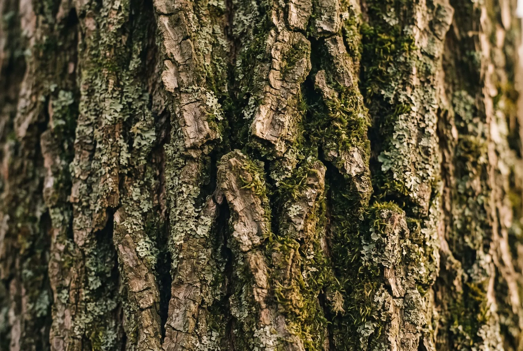 Close-up of tree bark with moss and lichen