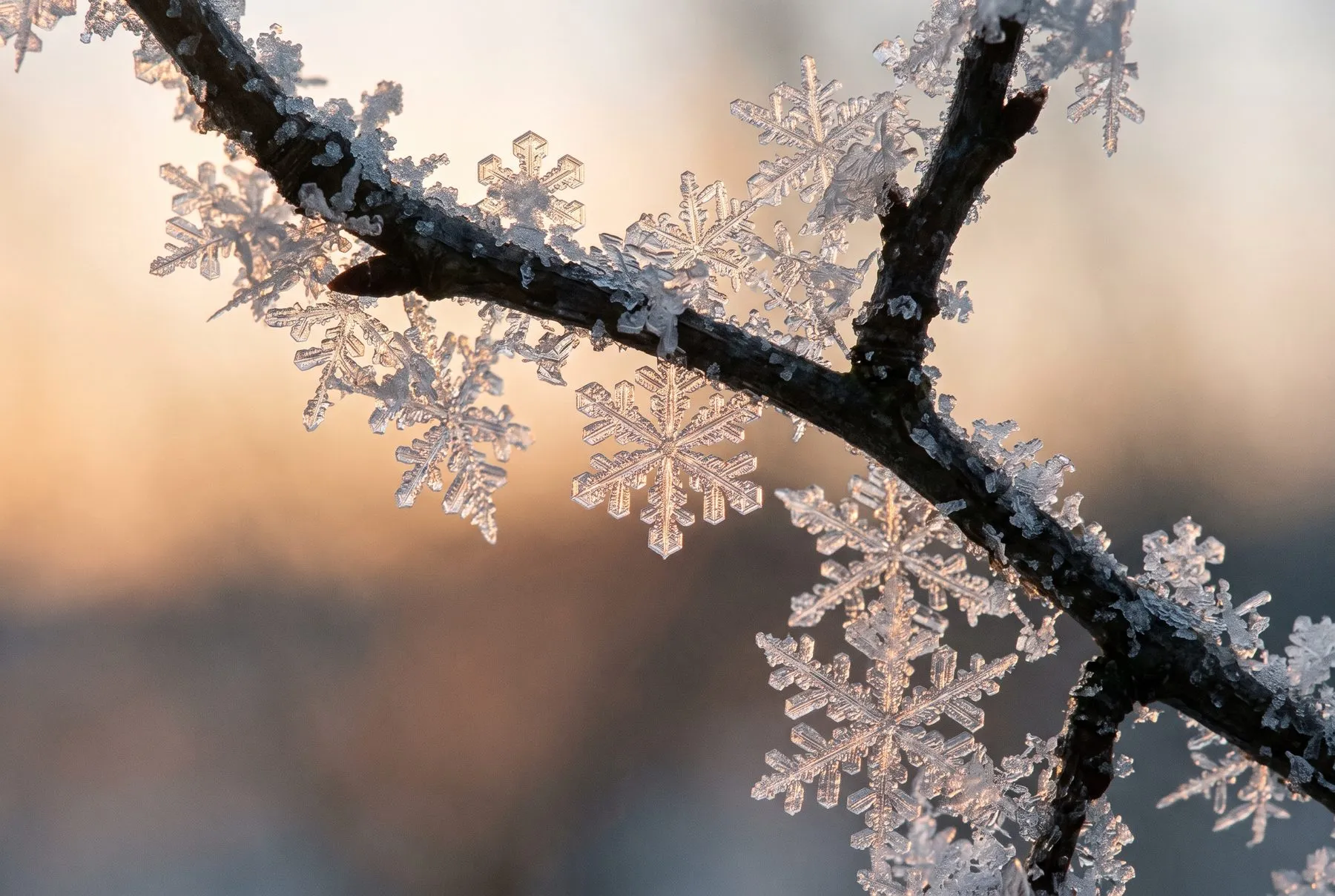 Frost crystals on a bare branch at first light