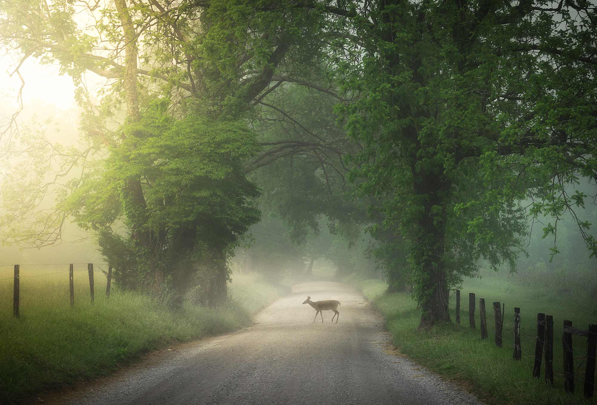 A deer crossing the road in Cades Cove in the Great Smoky Mountain National Park in Tennessee.