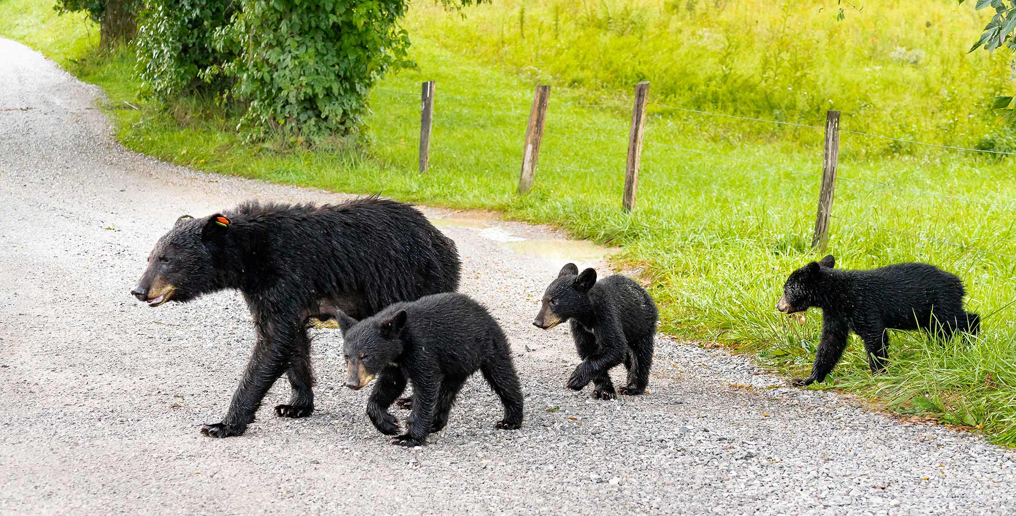 A mother black bear walking her three cubs across a gravel road.