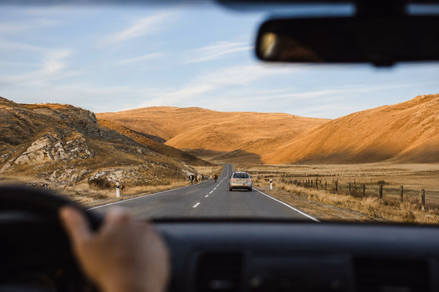 View from inside a car driving on a road with dry hills and cows ahead under a blue sky.