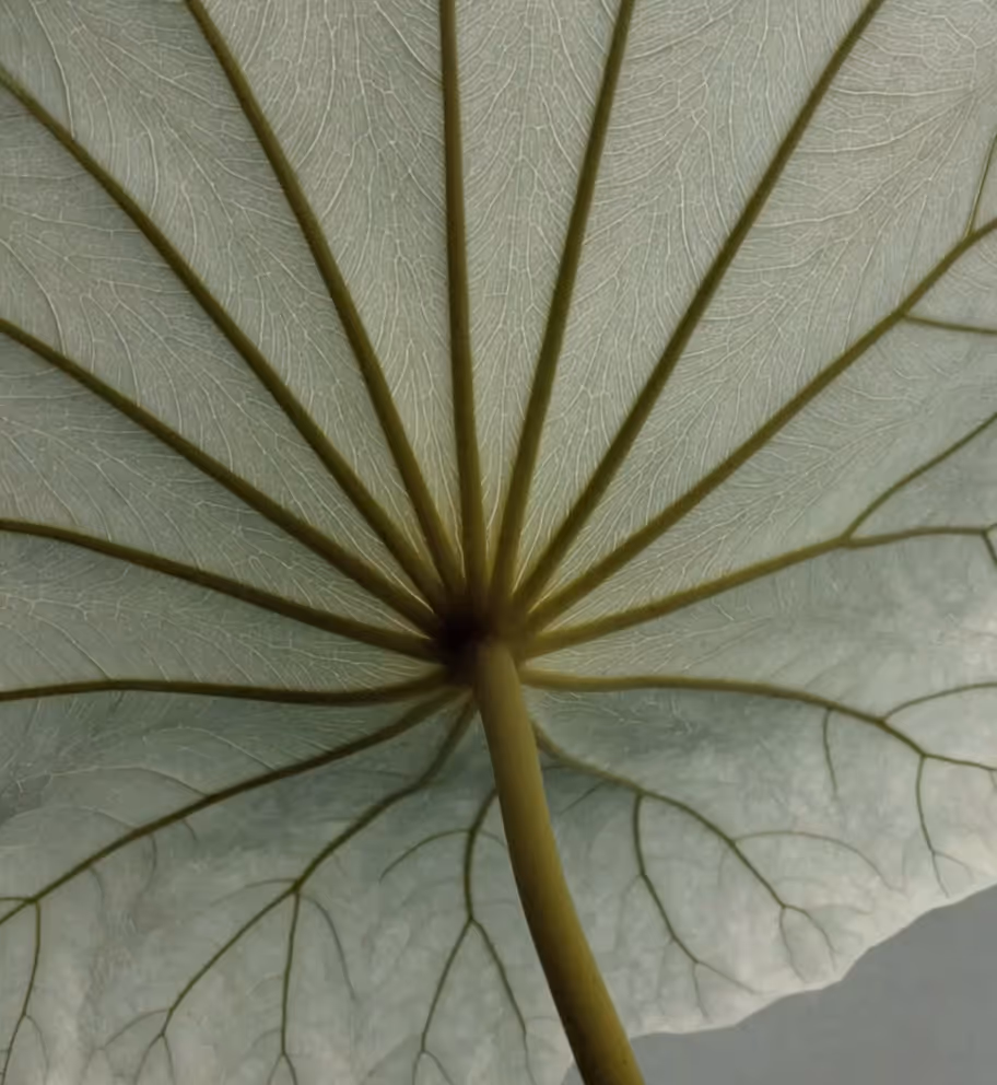 Consulting & strategist Webflow template