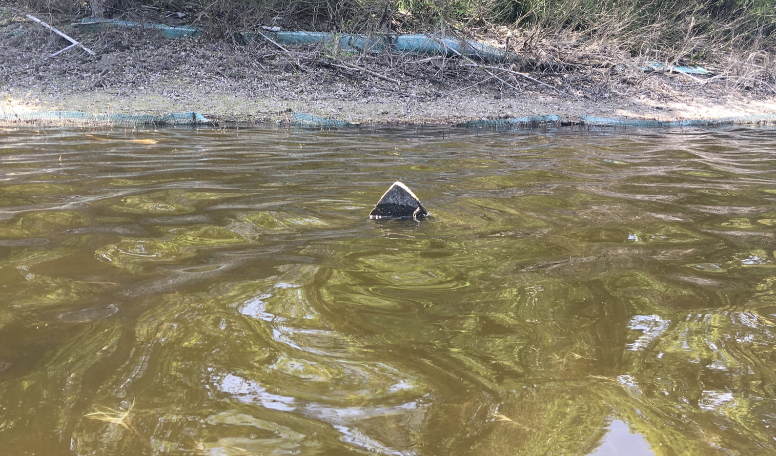 [background image] image of a bookshelf (for a bookstore)