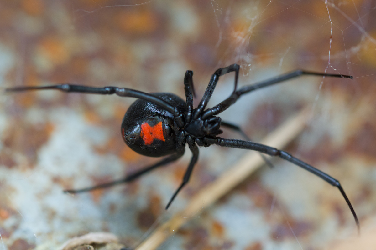 black widow
