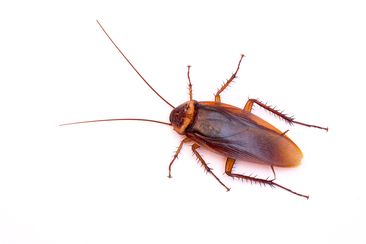 pest inspection