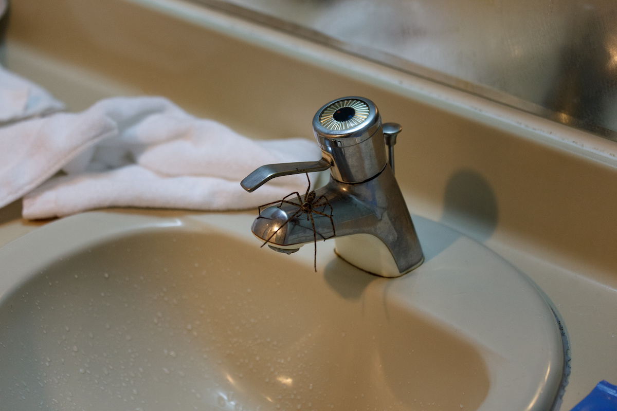 bugs in bathroom and kitchen