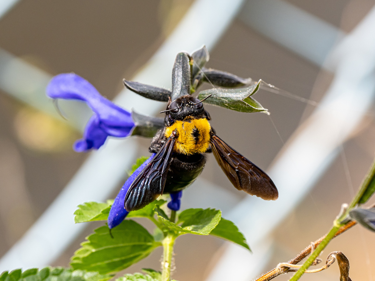 carpenter bees
