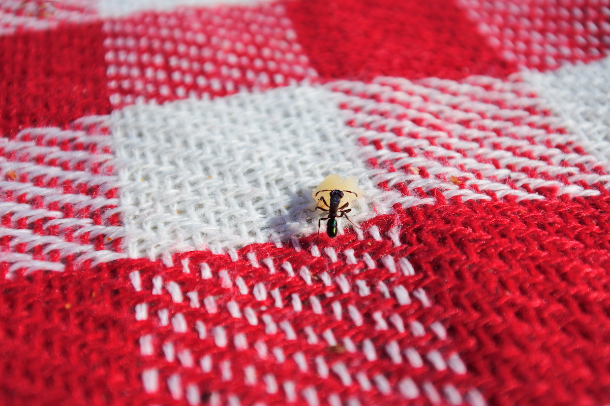 ants in the summertime