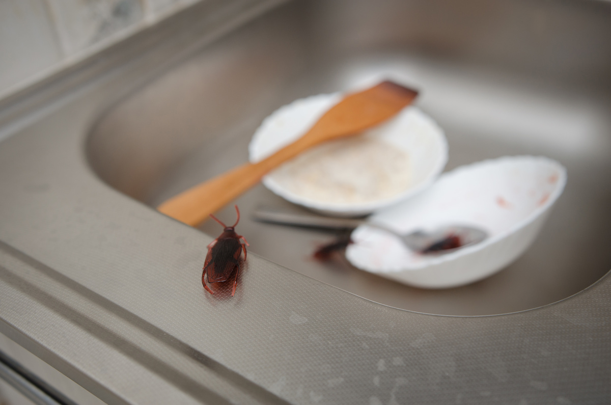 health risks of pest infestations