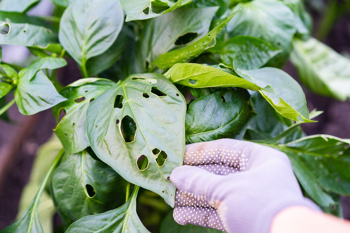 garden pest control tips