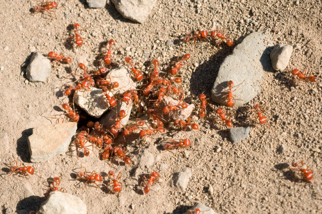 fire ant control in florida