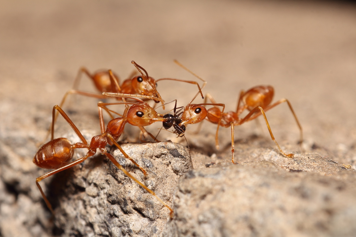 most dangerous ants in florida