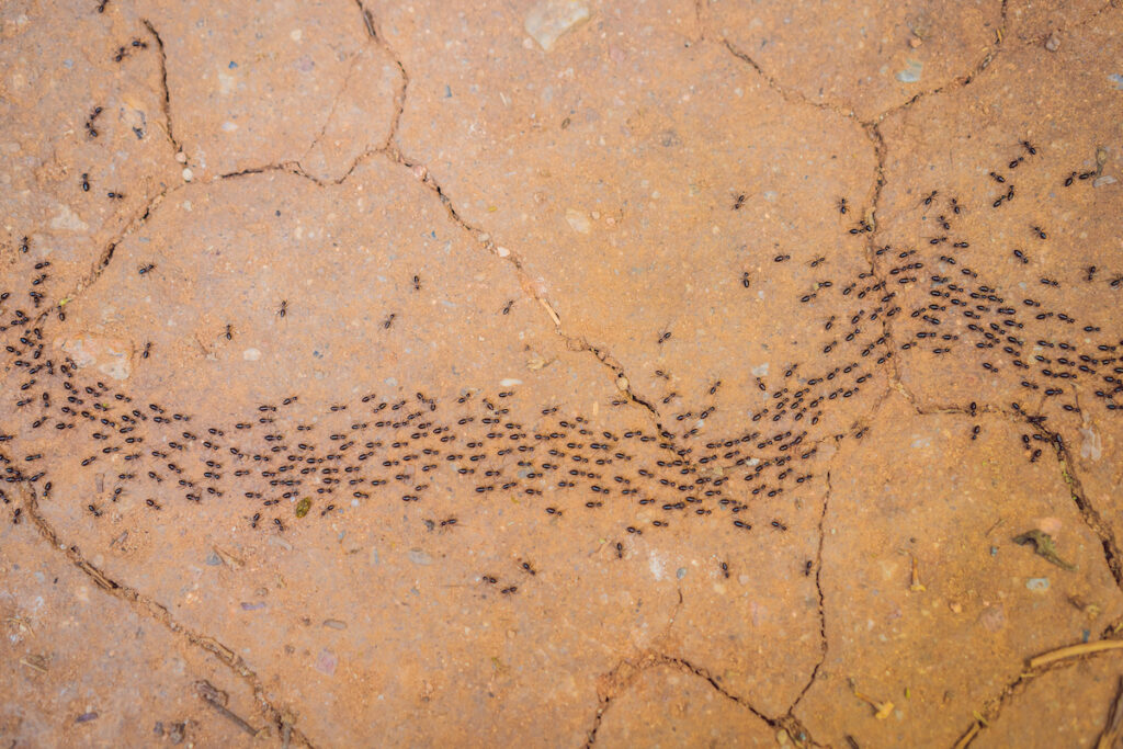 ant control in florida