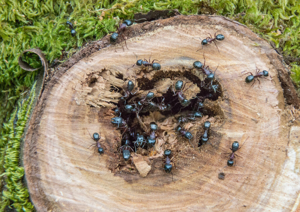 carpenter ant swarms