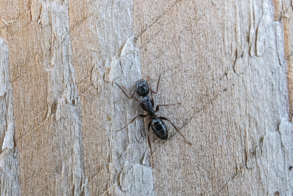 carpenter ant swarms