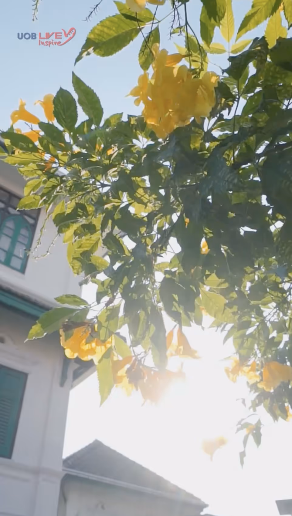 Video Thumbnail. Sunlight shining through green leaves and yellow flowers of a tree with parts of a building in the background.