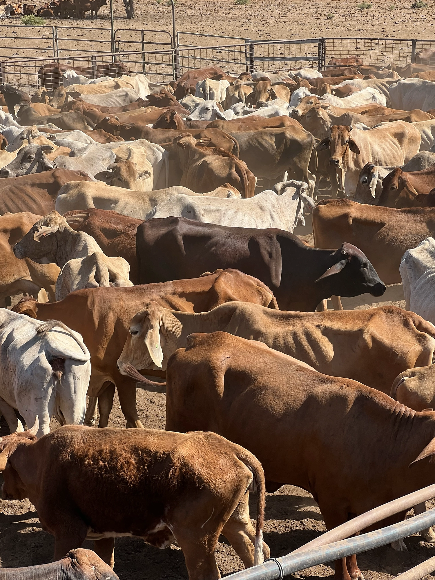 Brahman cattle in the yards at Liveringa Station, WA.