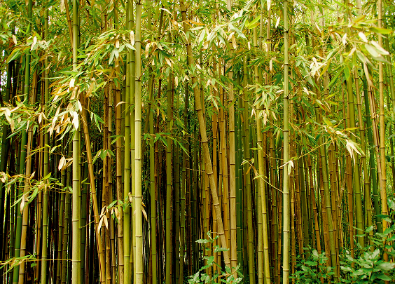 Dense bamboo forest with tall, green stalks and leafy branches.