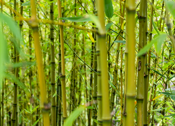 Dense bamboo stalks with green leaves in a natural outdoor setting.