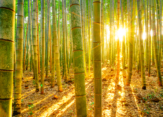 Sunlight shining through tall bamboo stalks in a dense bamboo forest casting long shadows on the ground.