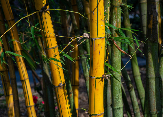 Close-up of yellow and green bamboo stalks with some leaves and background foliage.